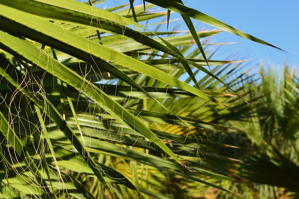 a close up of a palm tree with a blue sky in the background