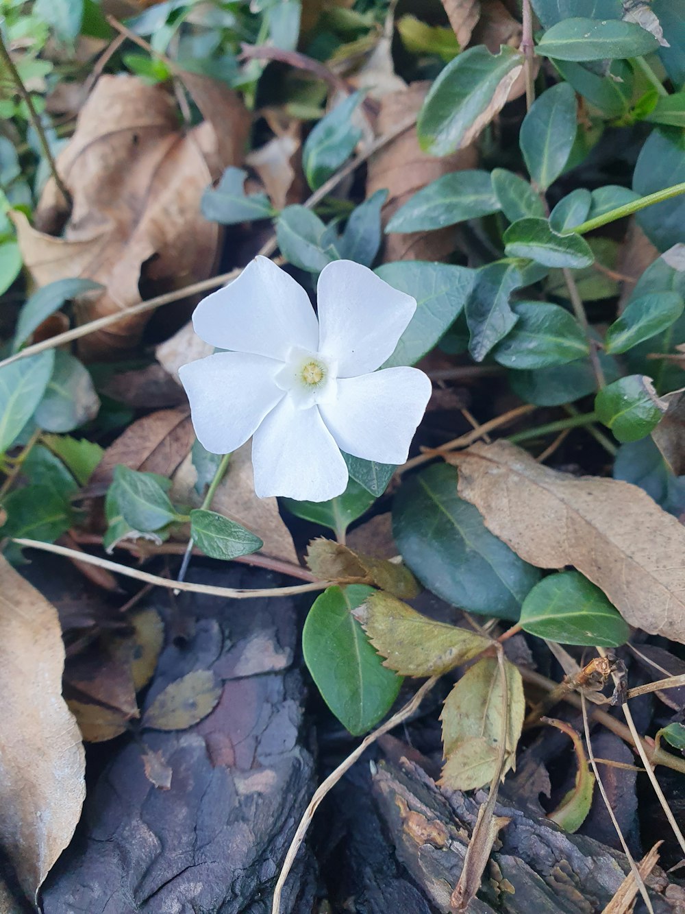 a white flower is growing on the ground