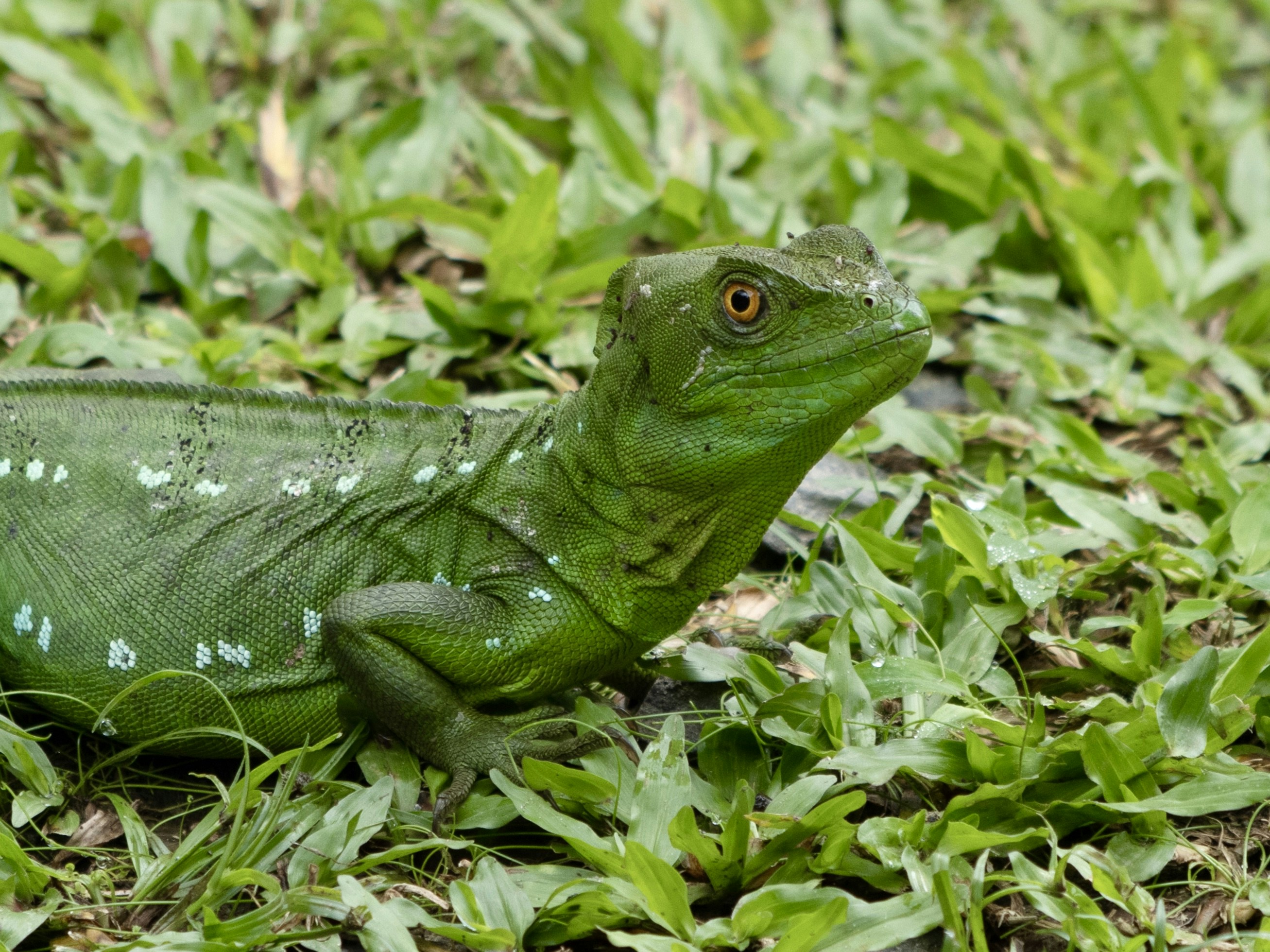 a close up of a green lizard in the grass, Plumed basilisk🇨🇷