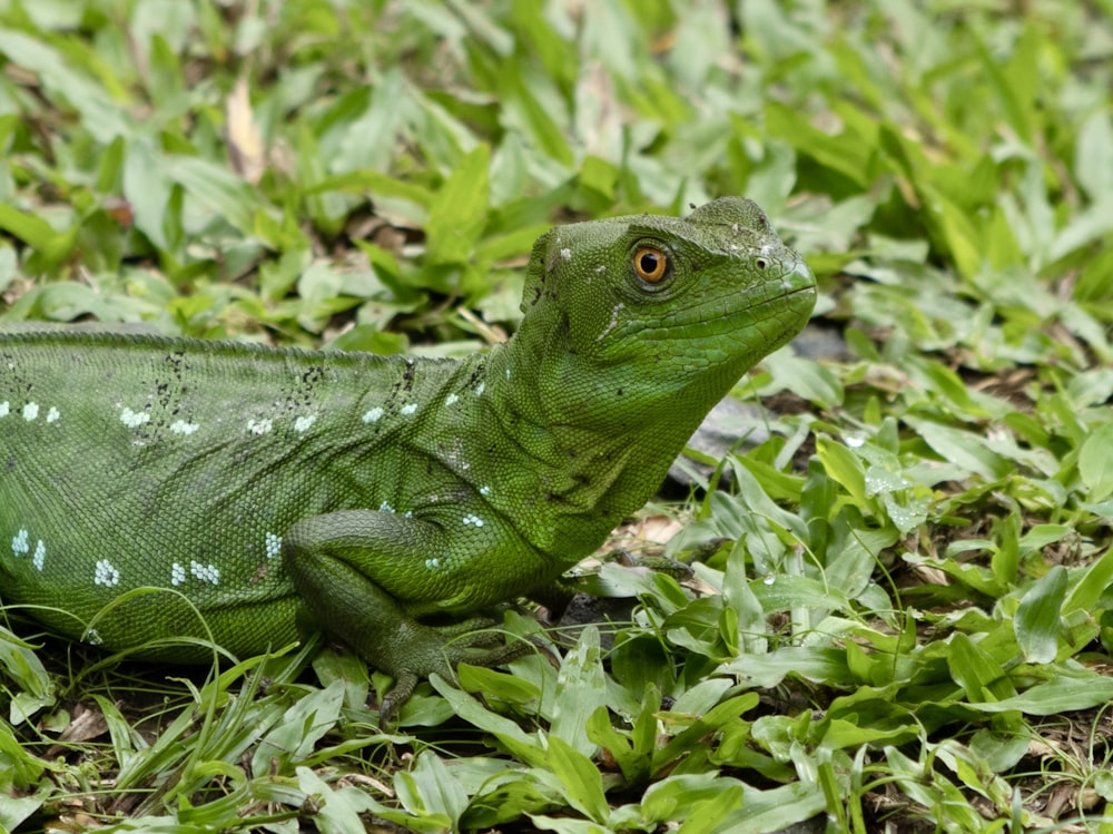 a close up of a green lizard in the grass