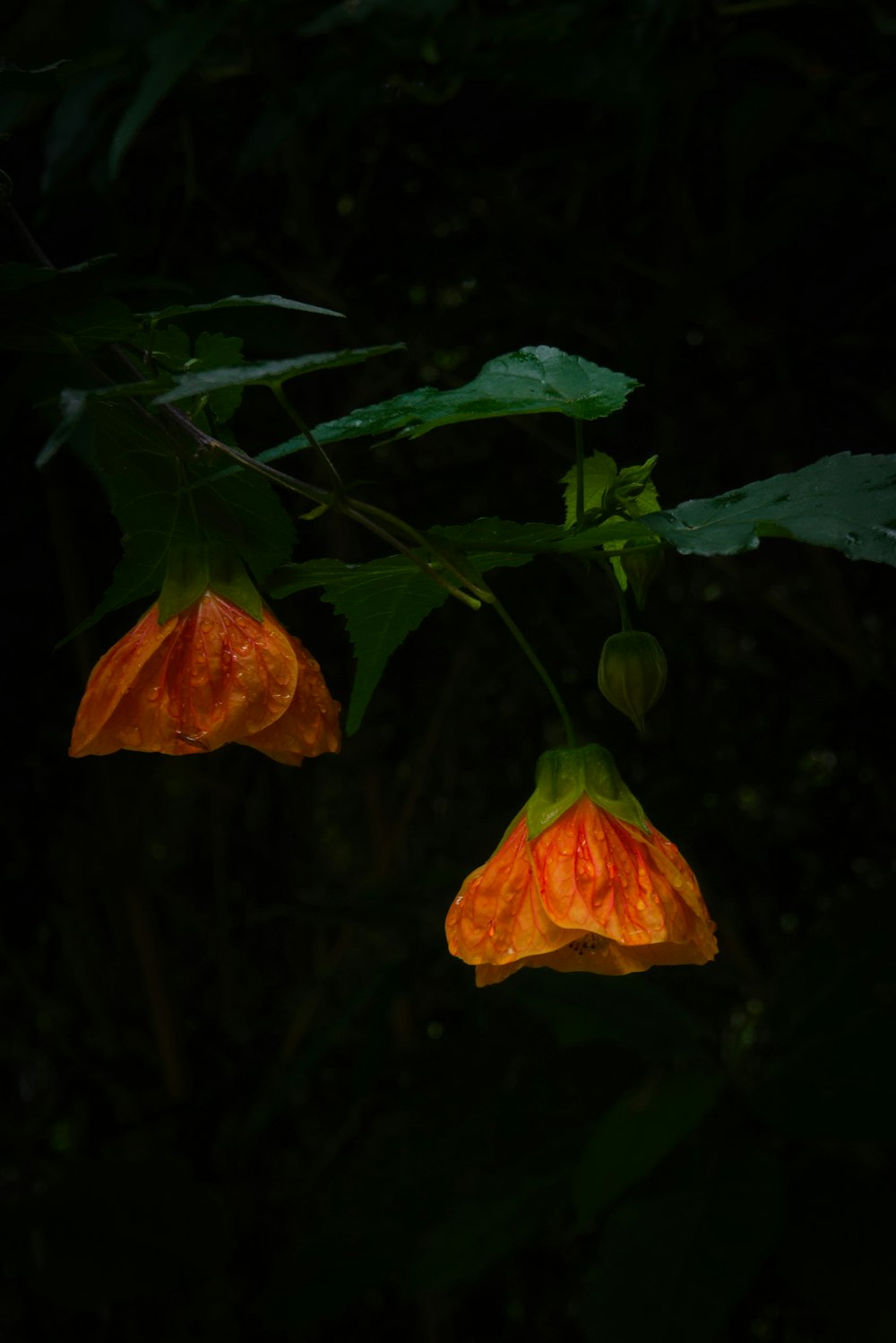 un par de flores que cuelgan de un árbol