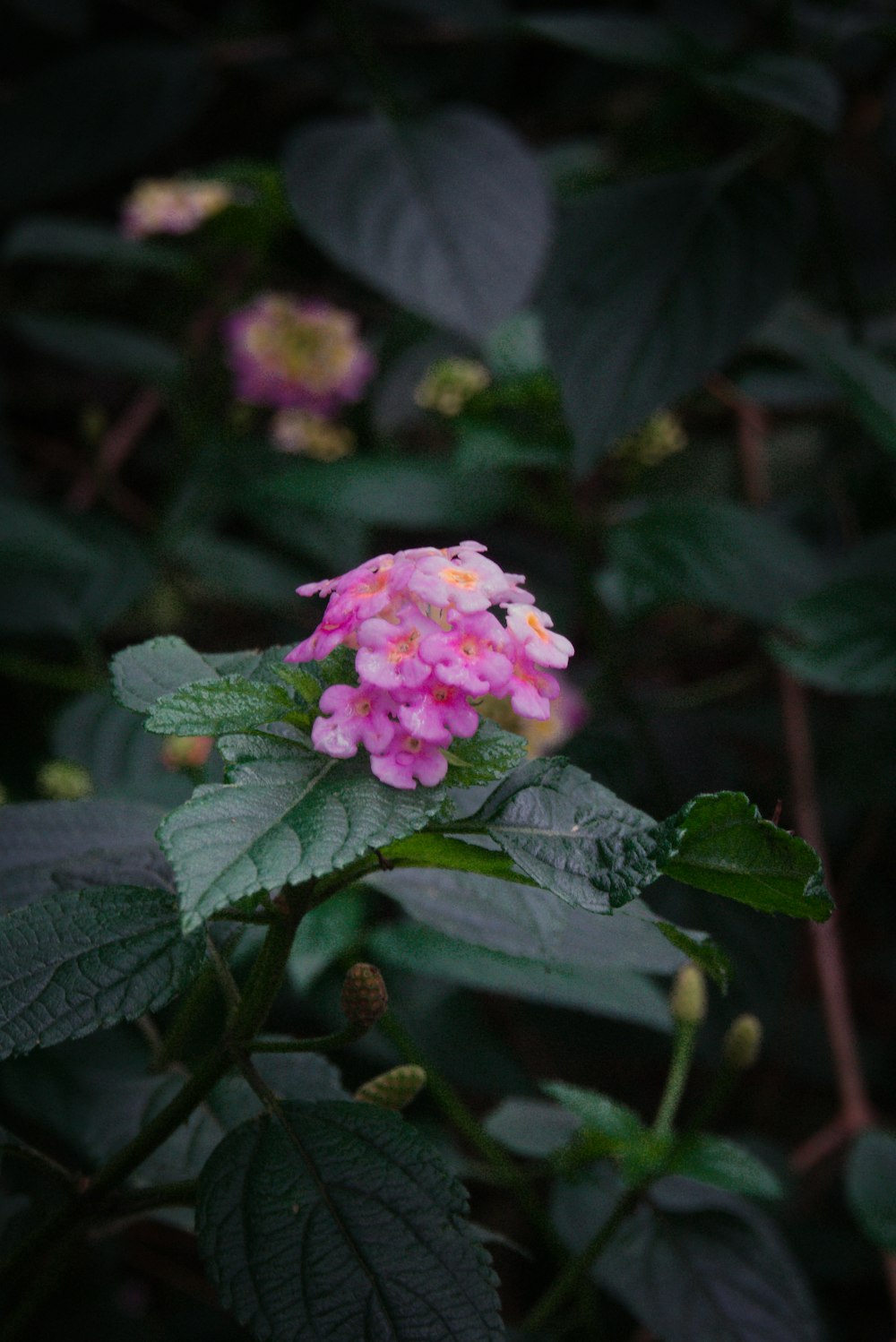 a pink flower with green leaves in the background