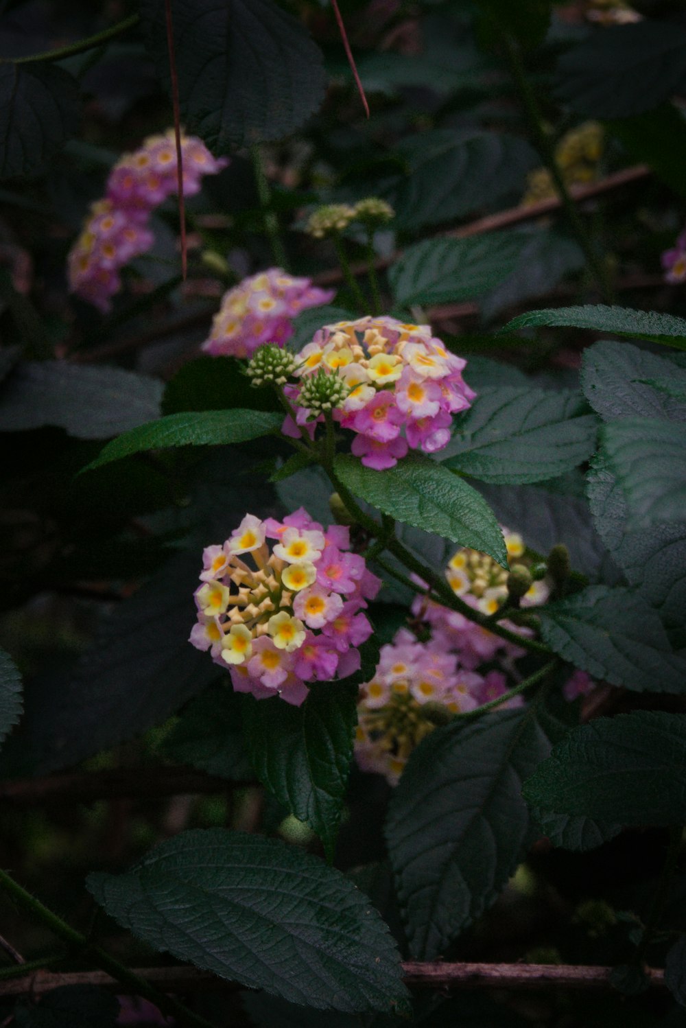 a bunch of flowers that are on a bush