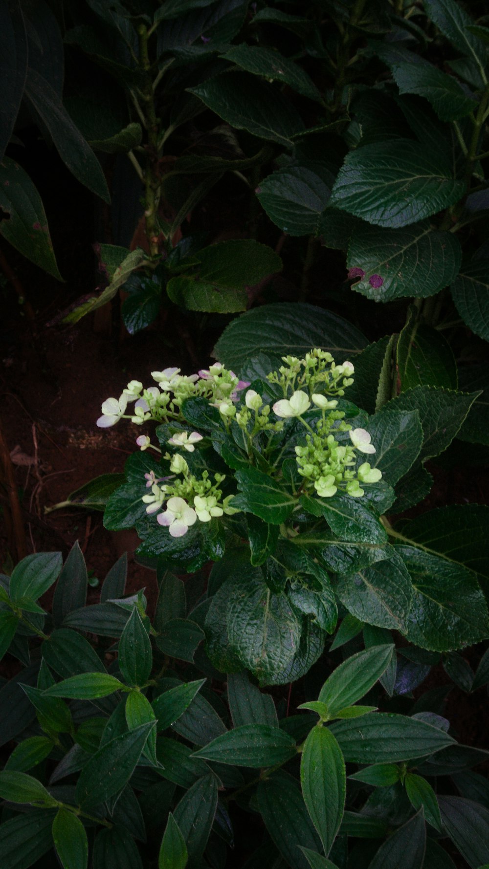 um arbusto de folhas verdes com flores brancas