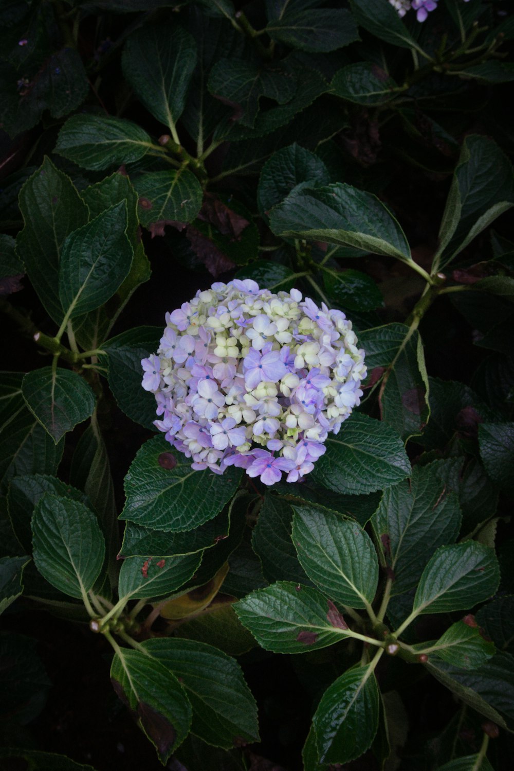 una flor morada y blanca rodeada de hojas verdes