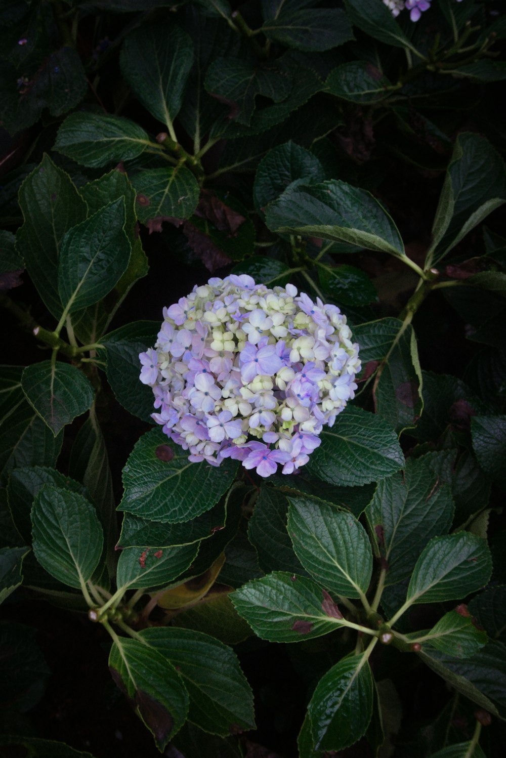 eine violette und weiße Blume, die von grünen Blättern umgeben ist