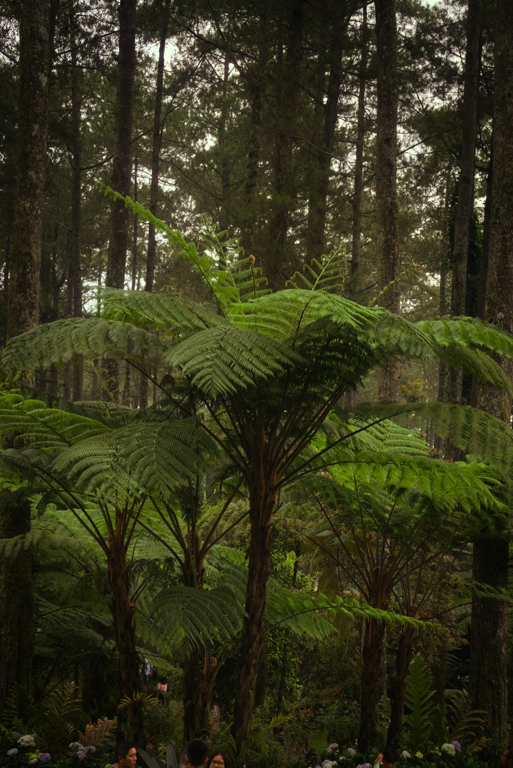 a group of people walking through a lush green forest