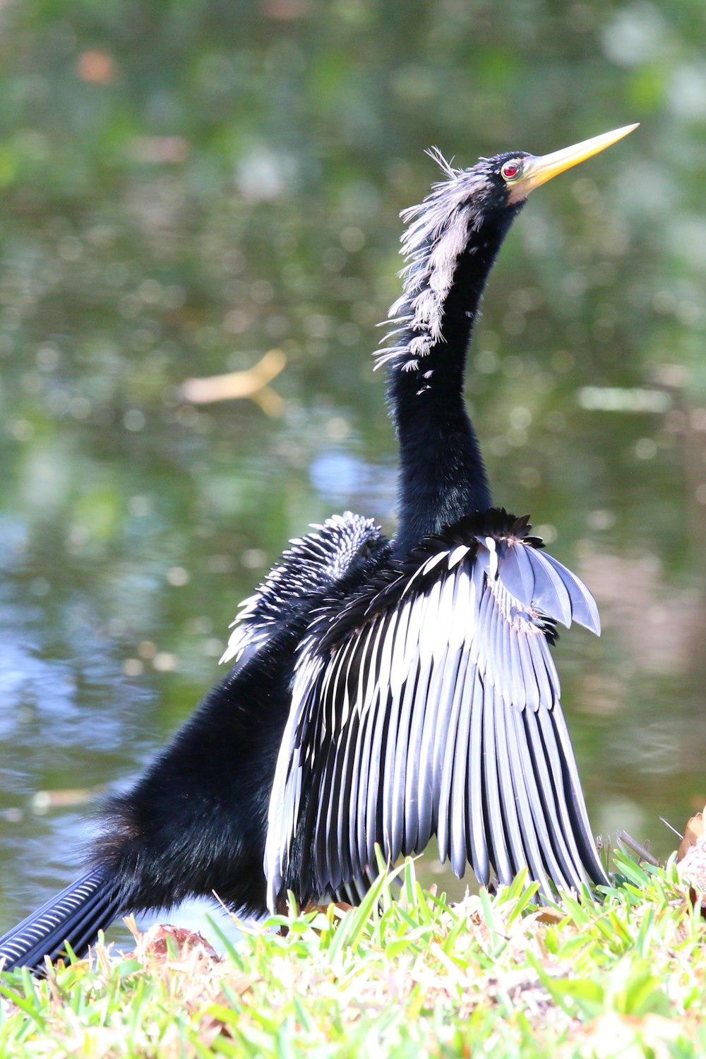 a bird with its wings spread sitting in the grass