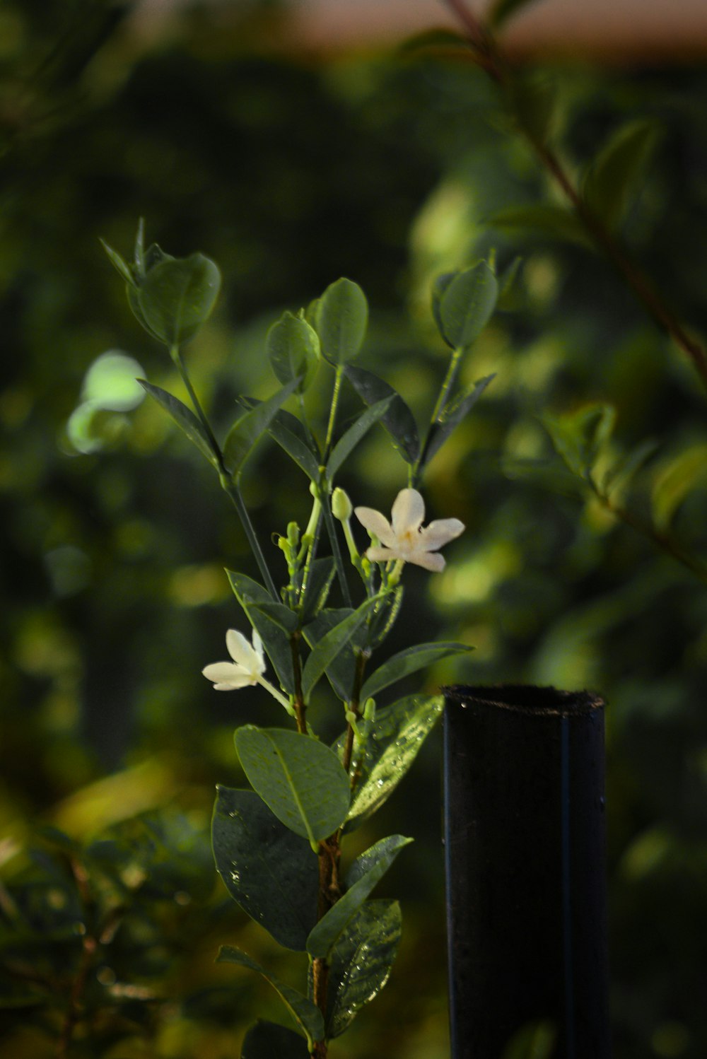 a small white flower sitting on top of a green plant