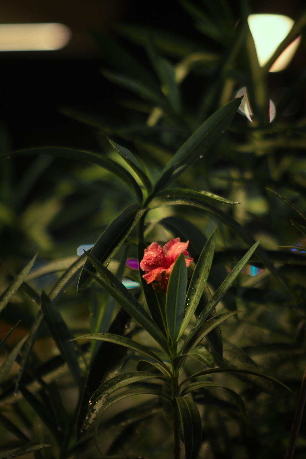 una flor que está sentada en la hierba