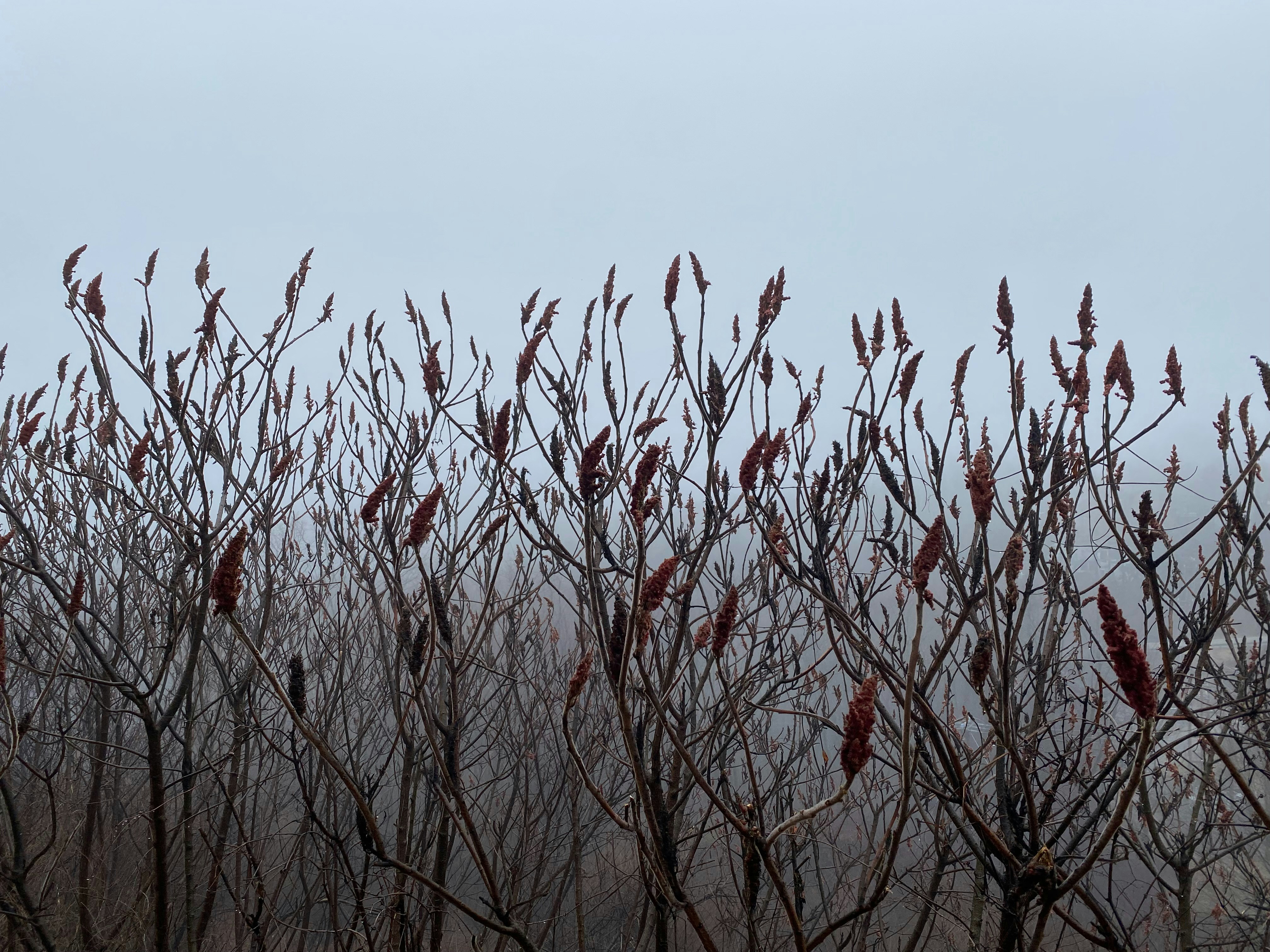 a bunch of branches with red flowers on them