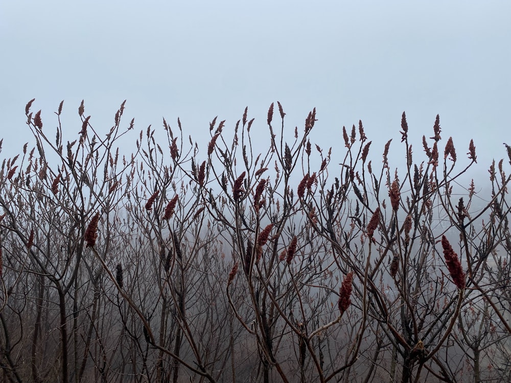 a bunch of branches with red flowers on them