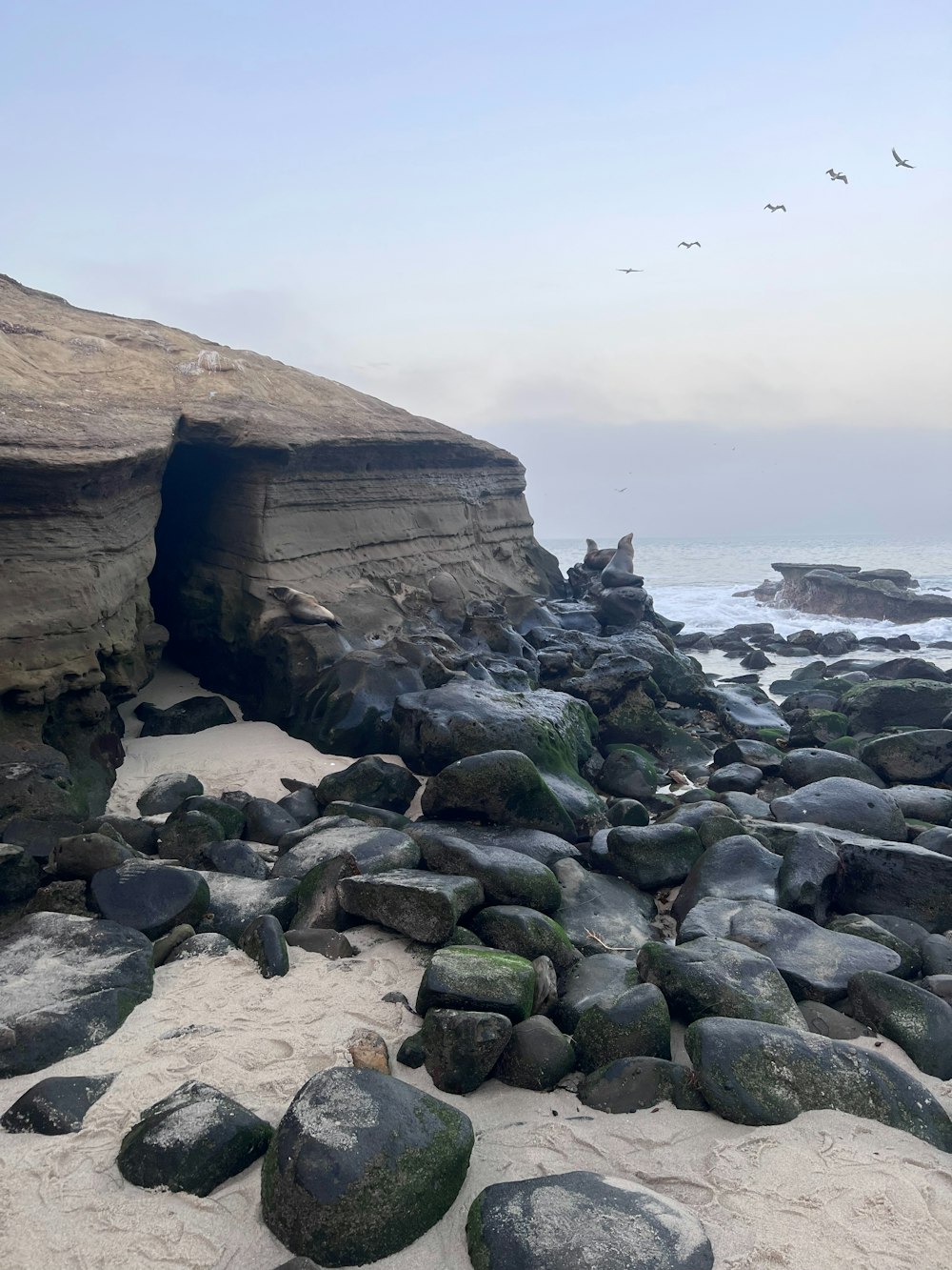 a group of birds flying over a rocky beach