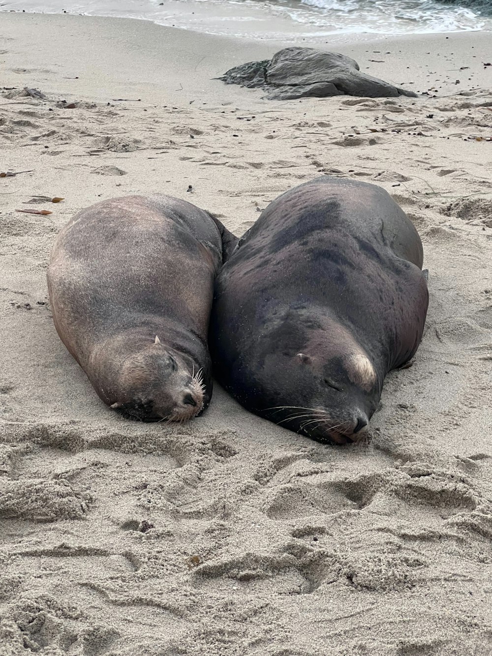 two sea lions laying in the sand on the beach