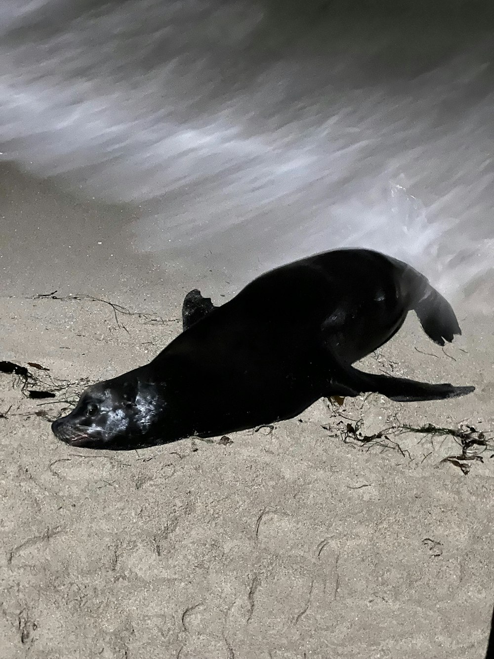 a seal laying in the sand on the beach