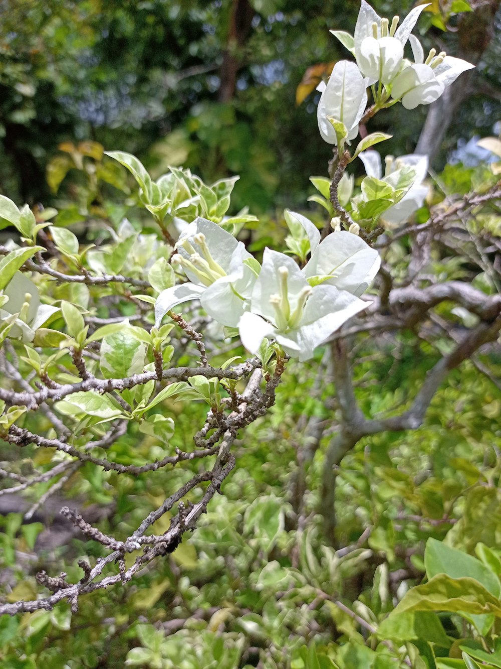 flores brancas estão florescendo em um galho de árvore