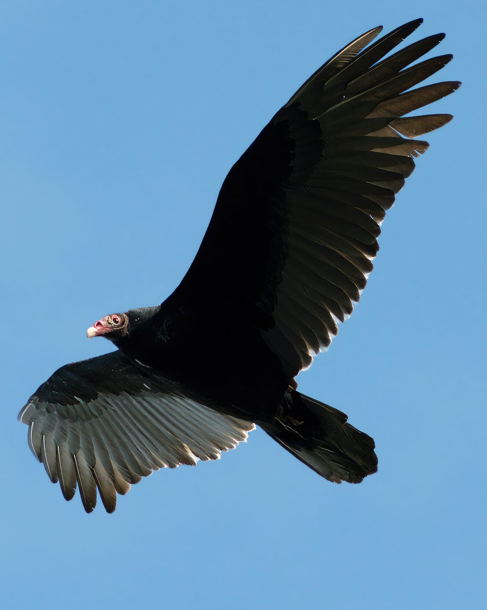 a large black bird flying through a blue sky