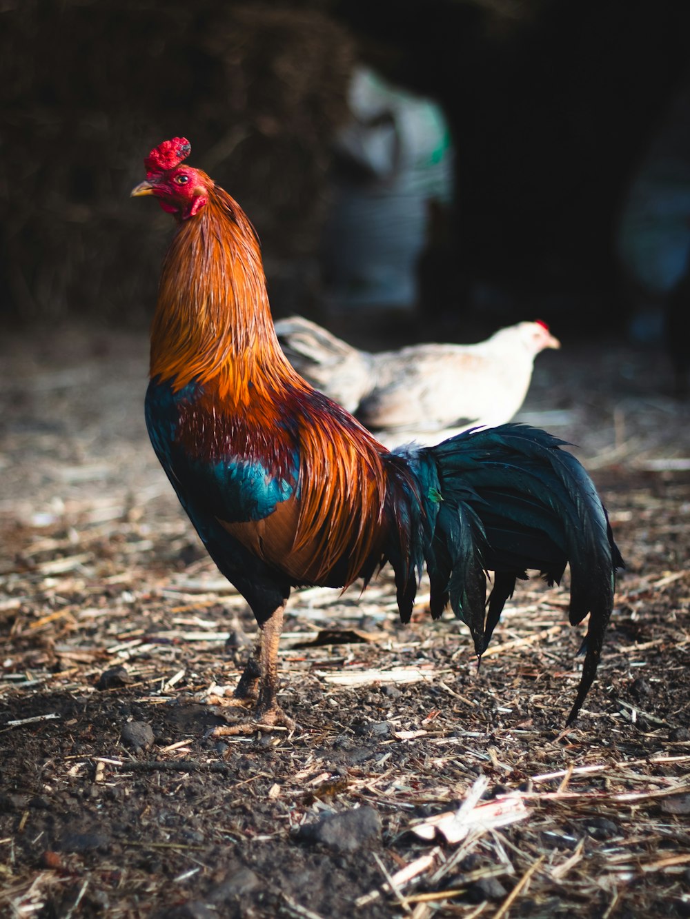 a couple of chickens standing on top of a dry grass field