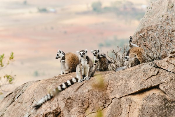 A group of ring - tailed lemurs sitting on a rock — Madagascar, Madagascar