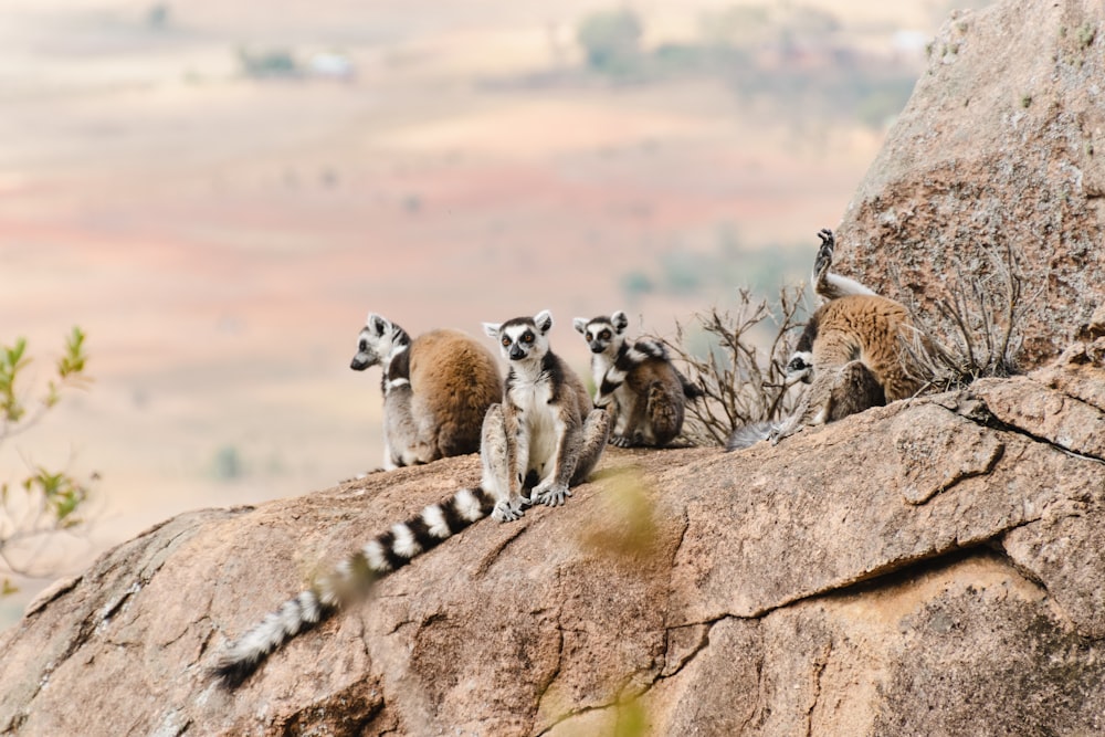 a group of ring - tailed lemurs sitting on a rock