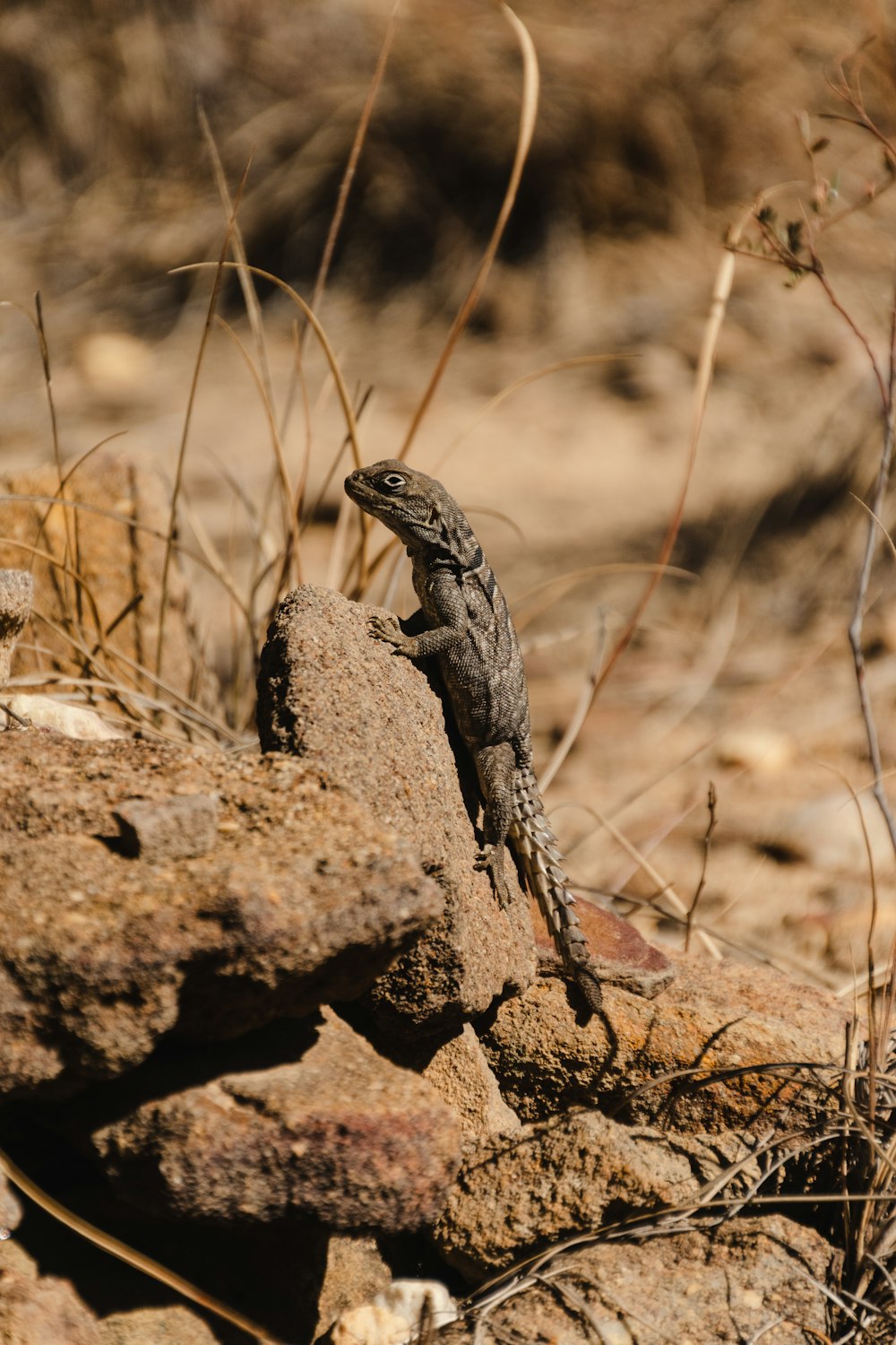 a lizard sitting on a rock in the desert