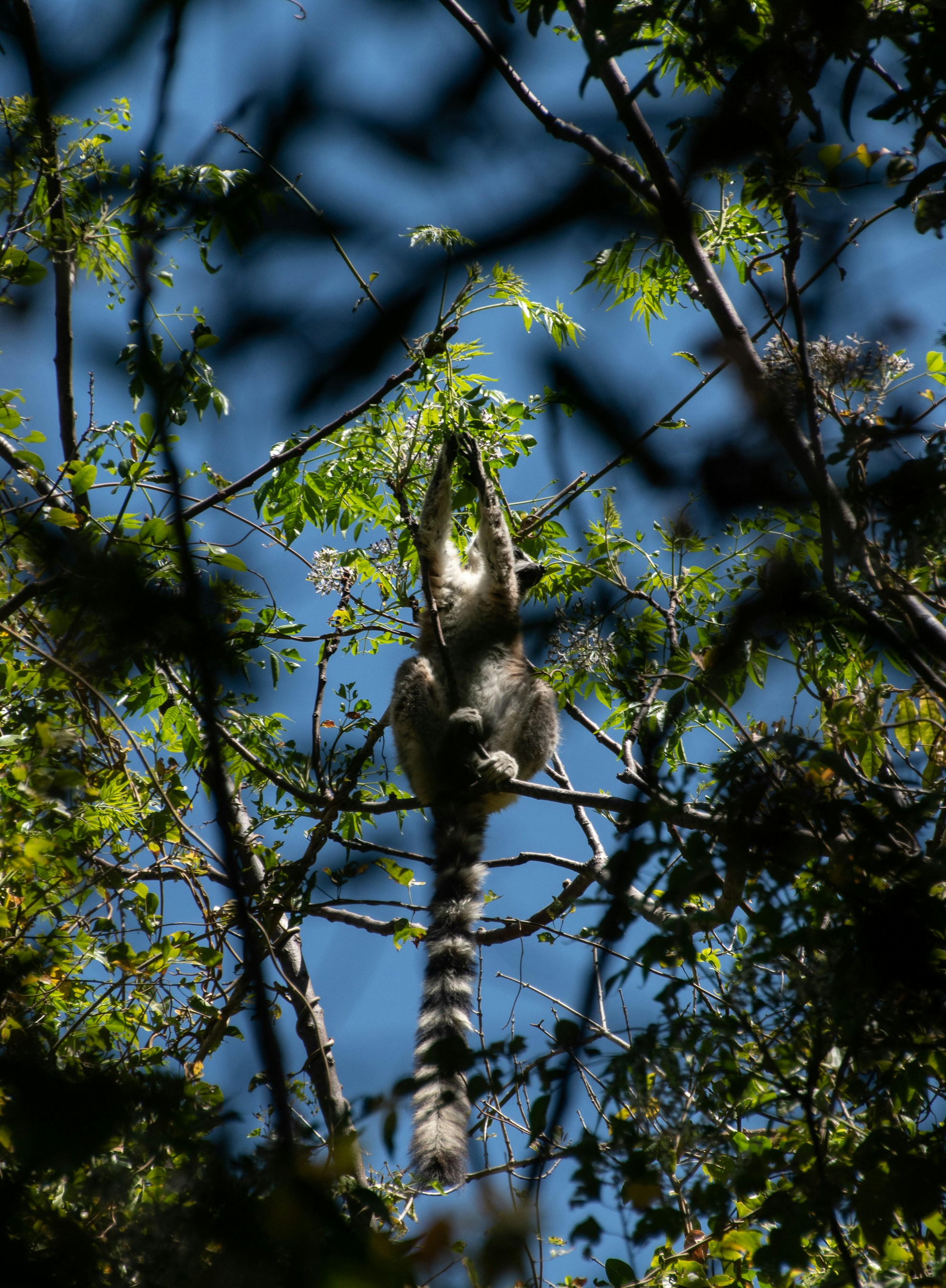 Photo by gsuarezllana