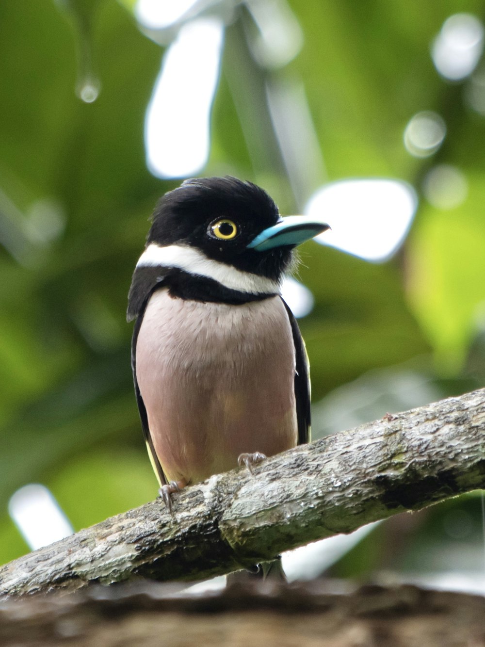 a black and white bird with a blue beak sitting on a tree branch