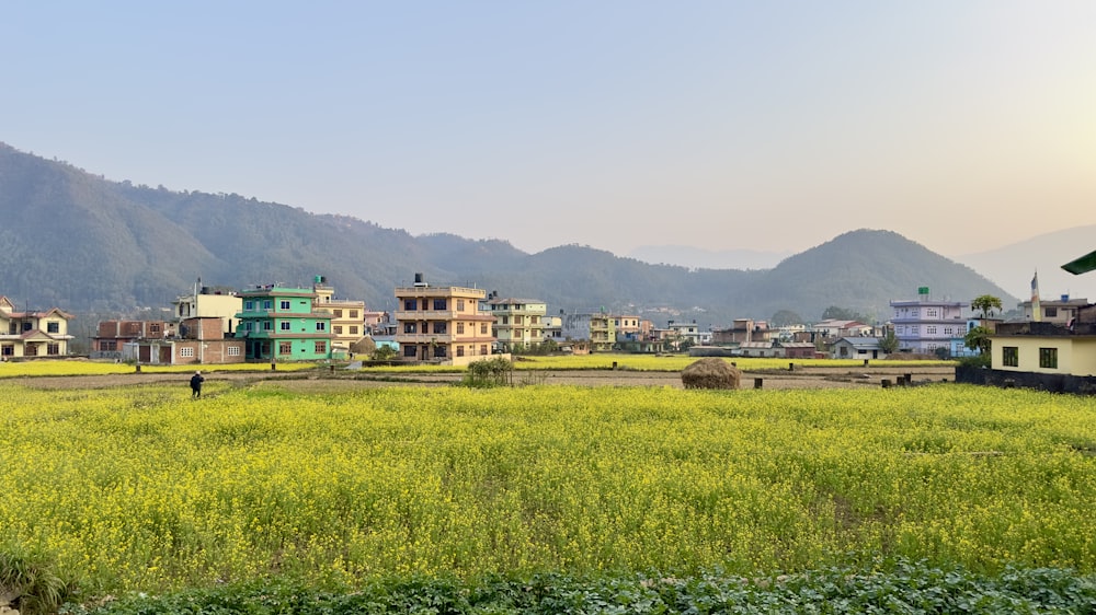 a green field with houses in the background