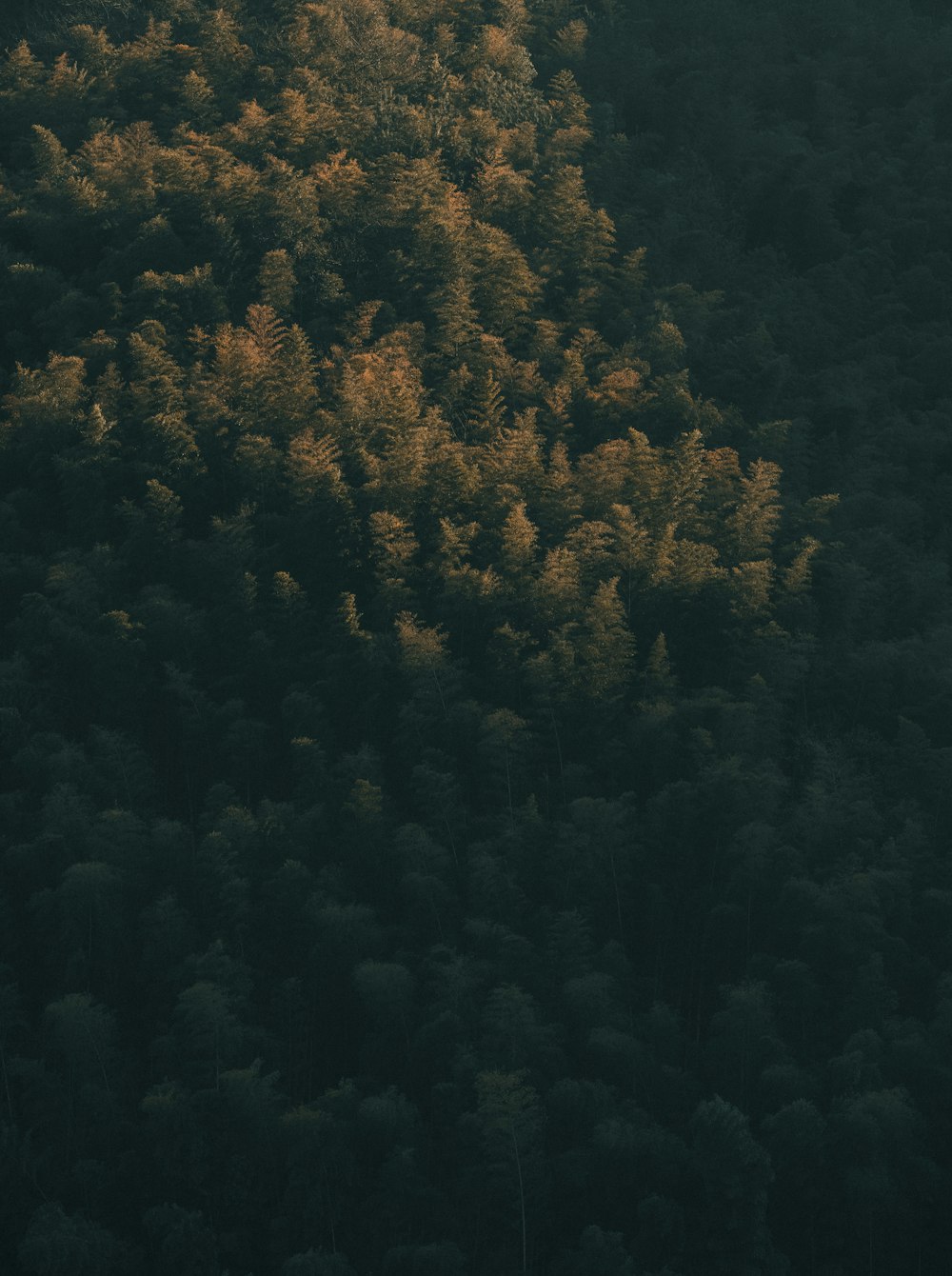 a plane flying over a forest filled with trees