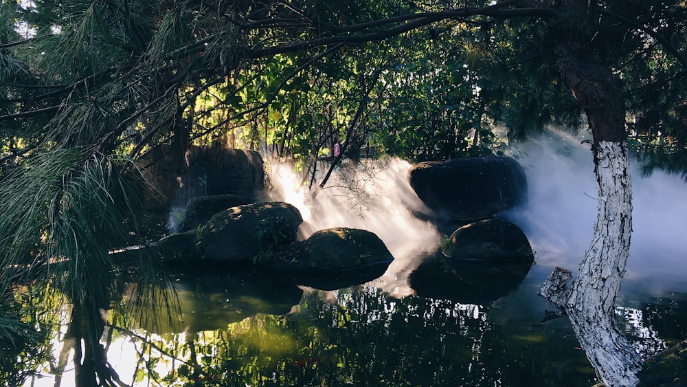 a stream of water running through a lush green forest