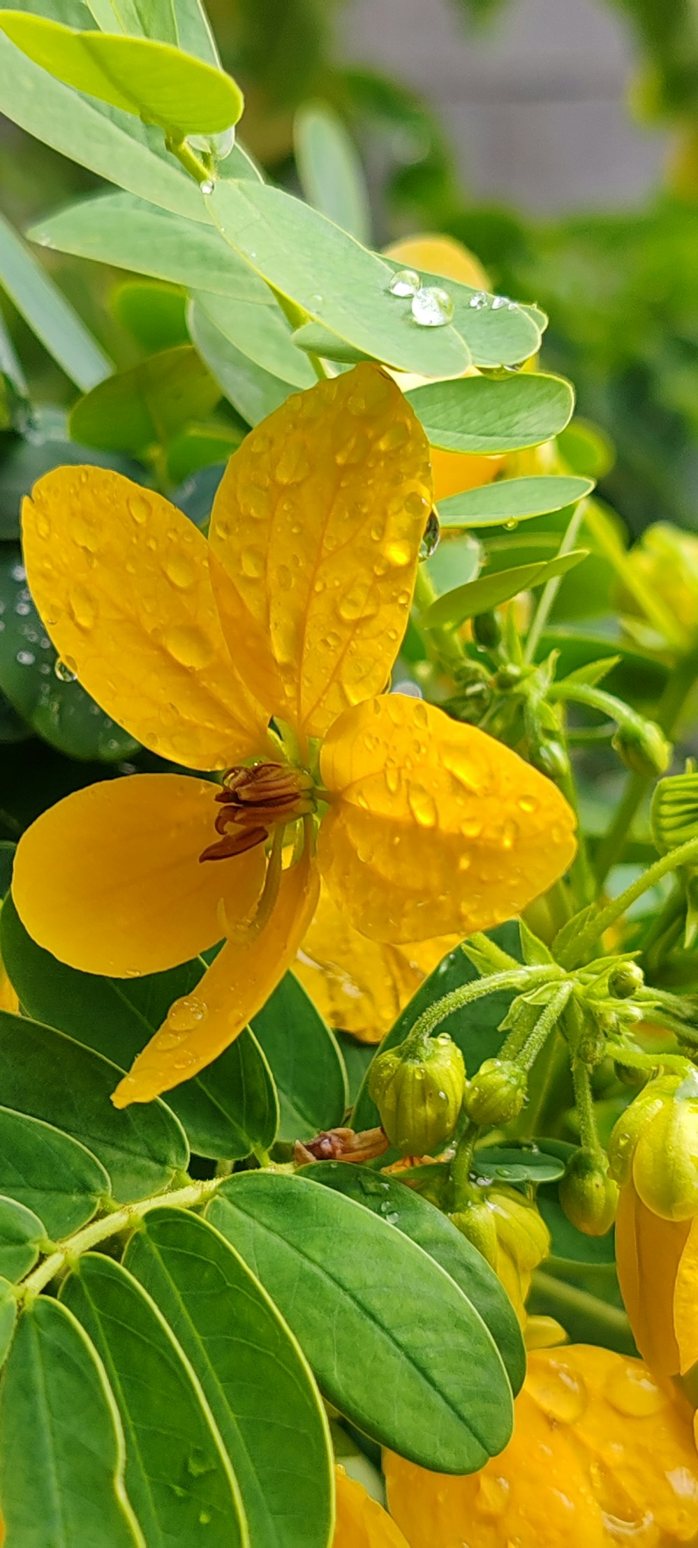 a yellow flower with green leaves and water drops