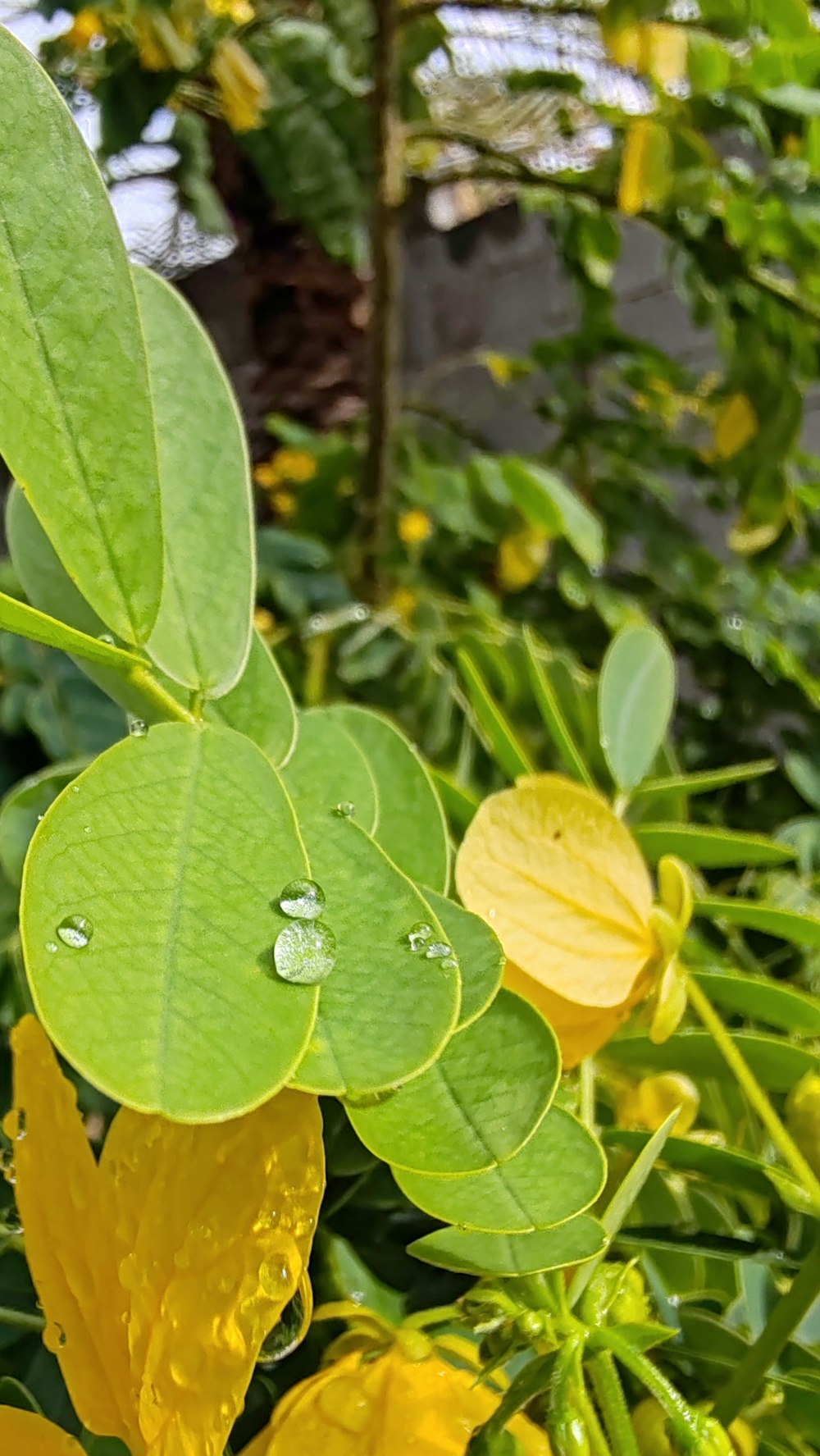 a green leaf with drops of water on it