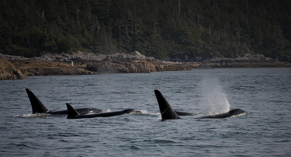 um par de orcas nadando em um corpo de água