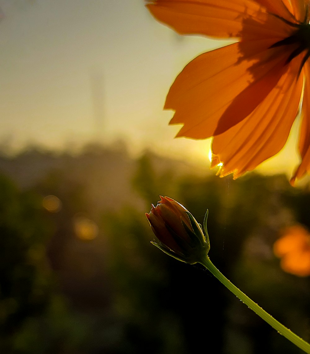 a close up of a flower with the sun in the background