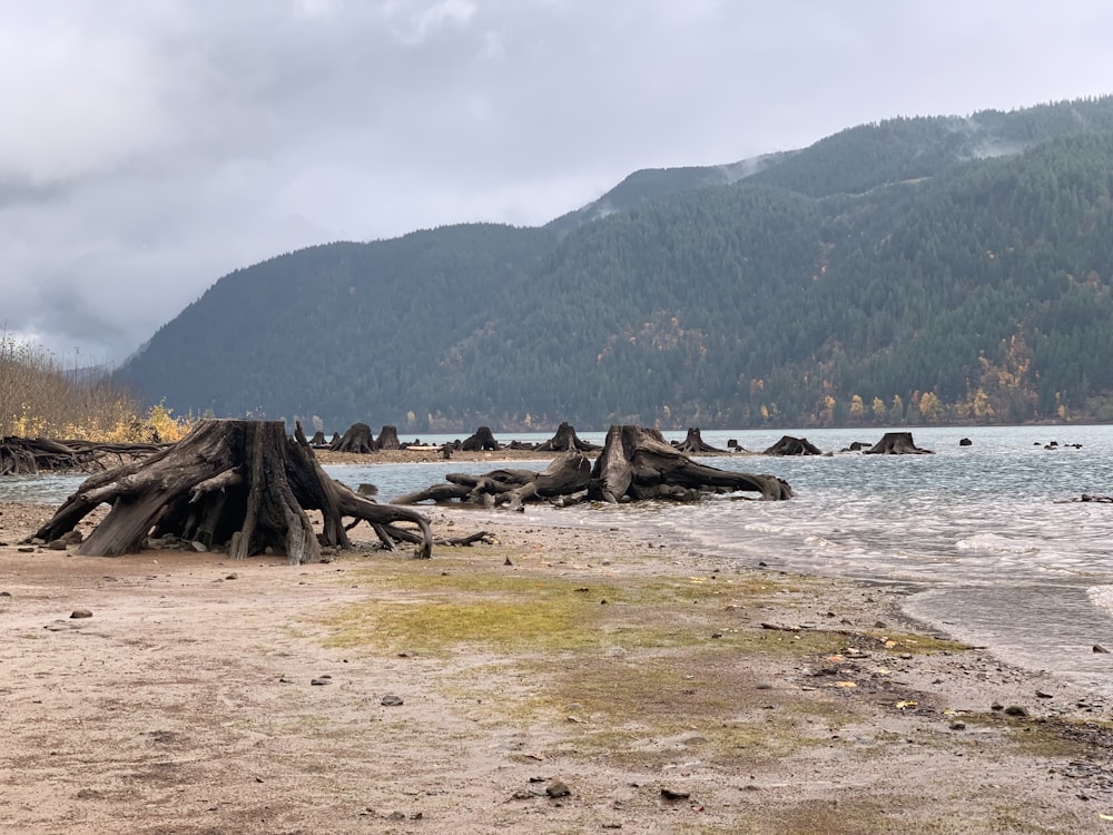 a large tree stump sitting on top of a sandy beach