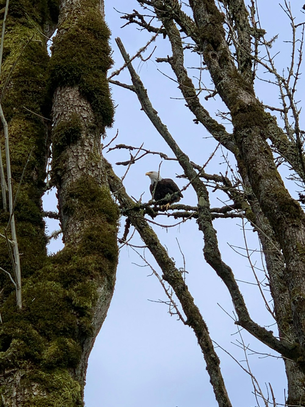 a bald eagle perched on a tree branch