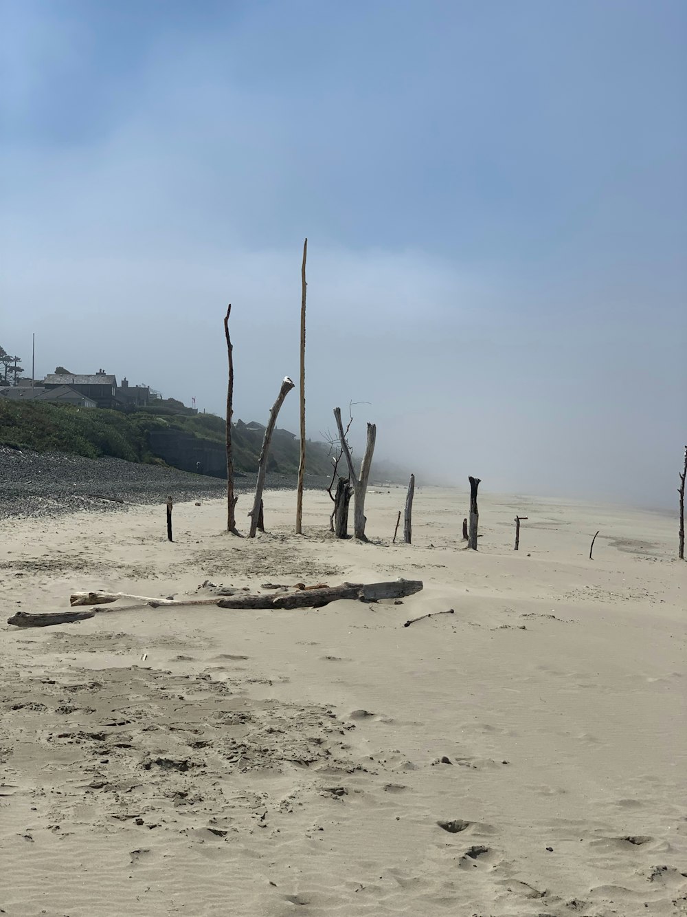 a sandy beach with a few trees sticking out of the sand