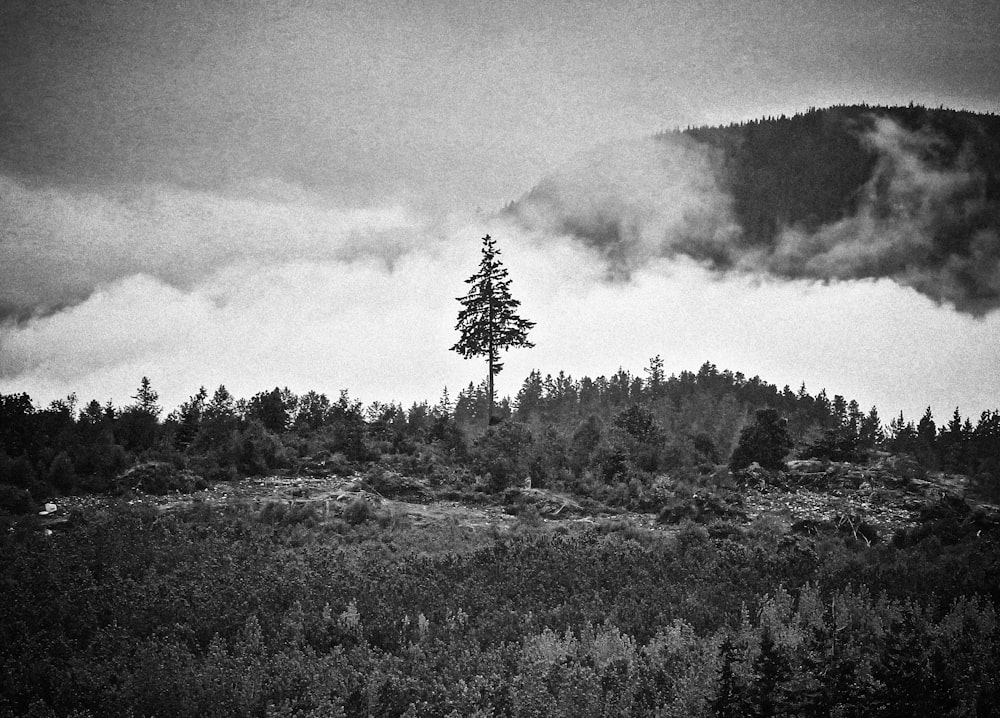 a black and white photo of a tree on a hill