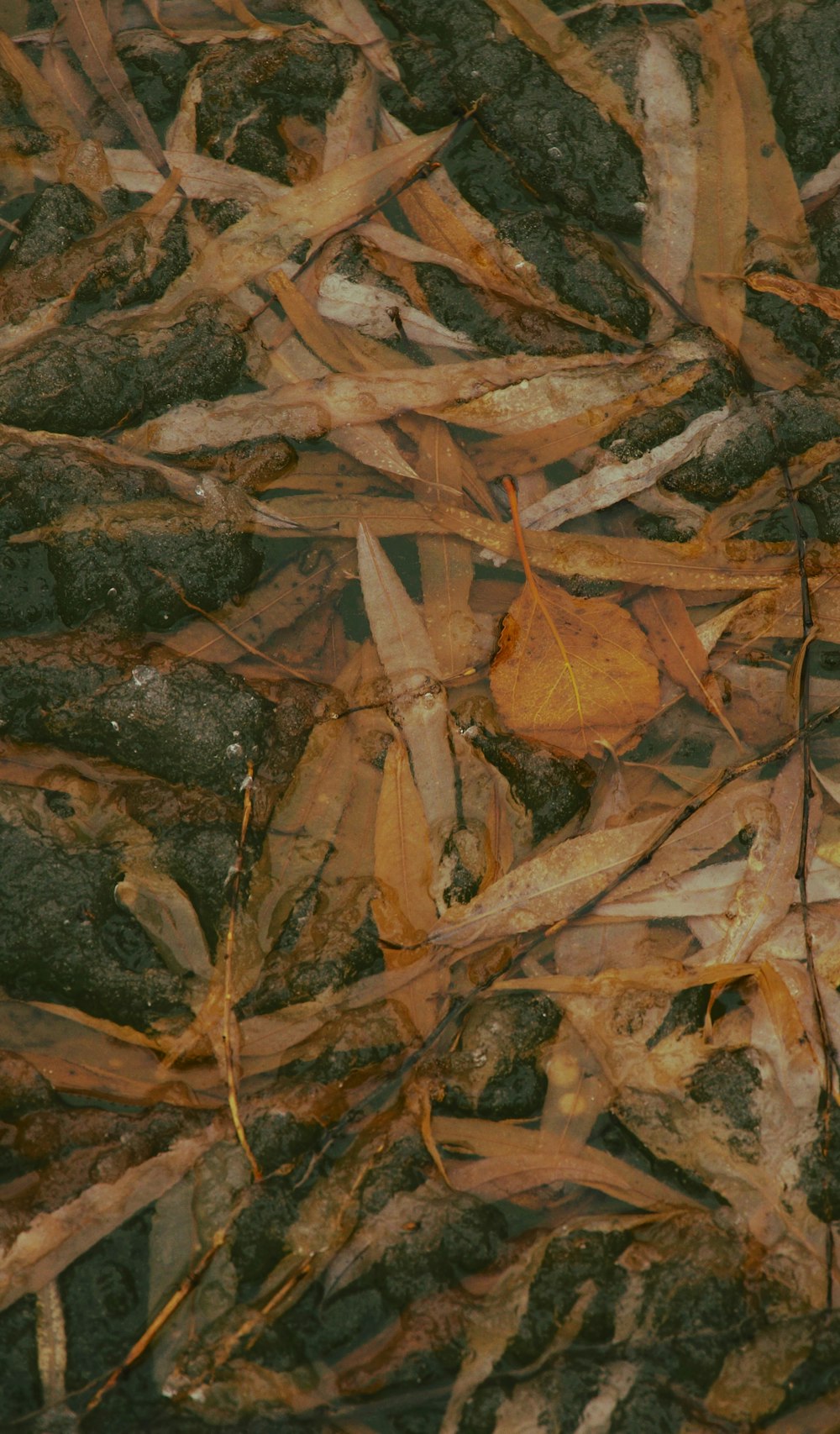 a close up of a bunch of leaves on the ground