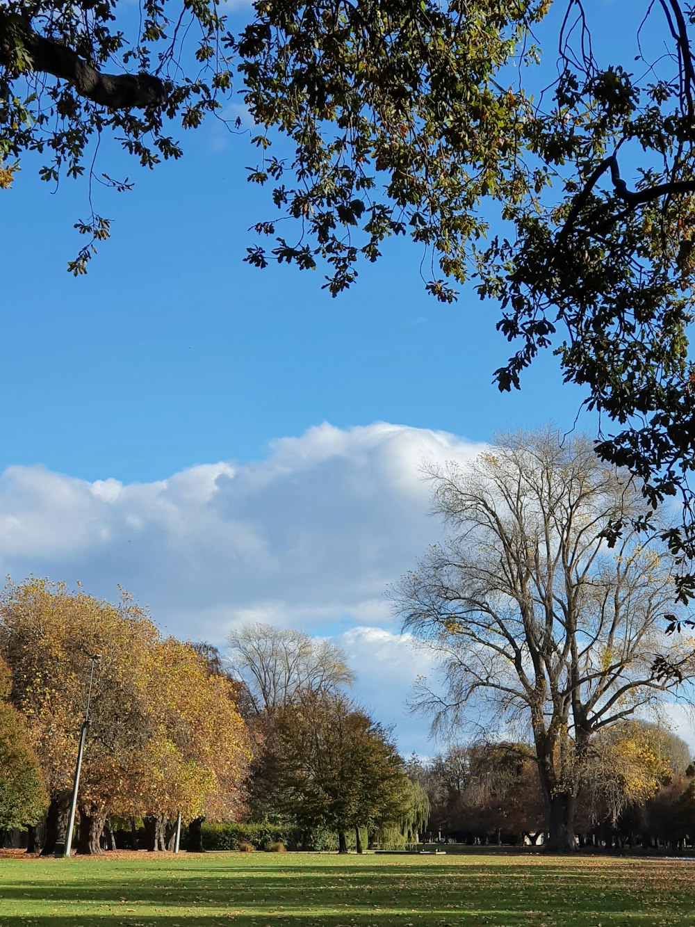 a park with a bench and trees in the background