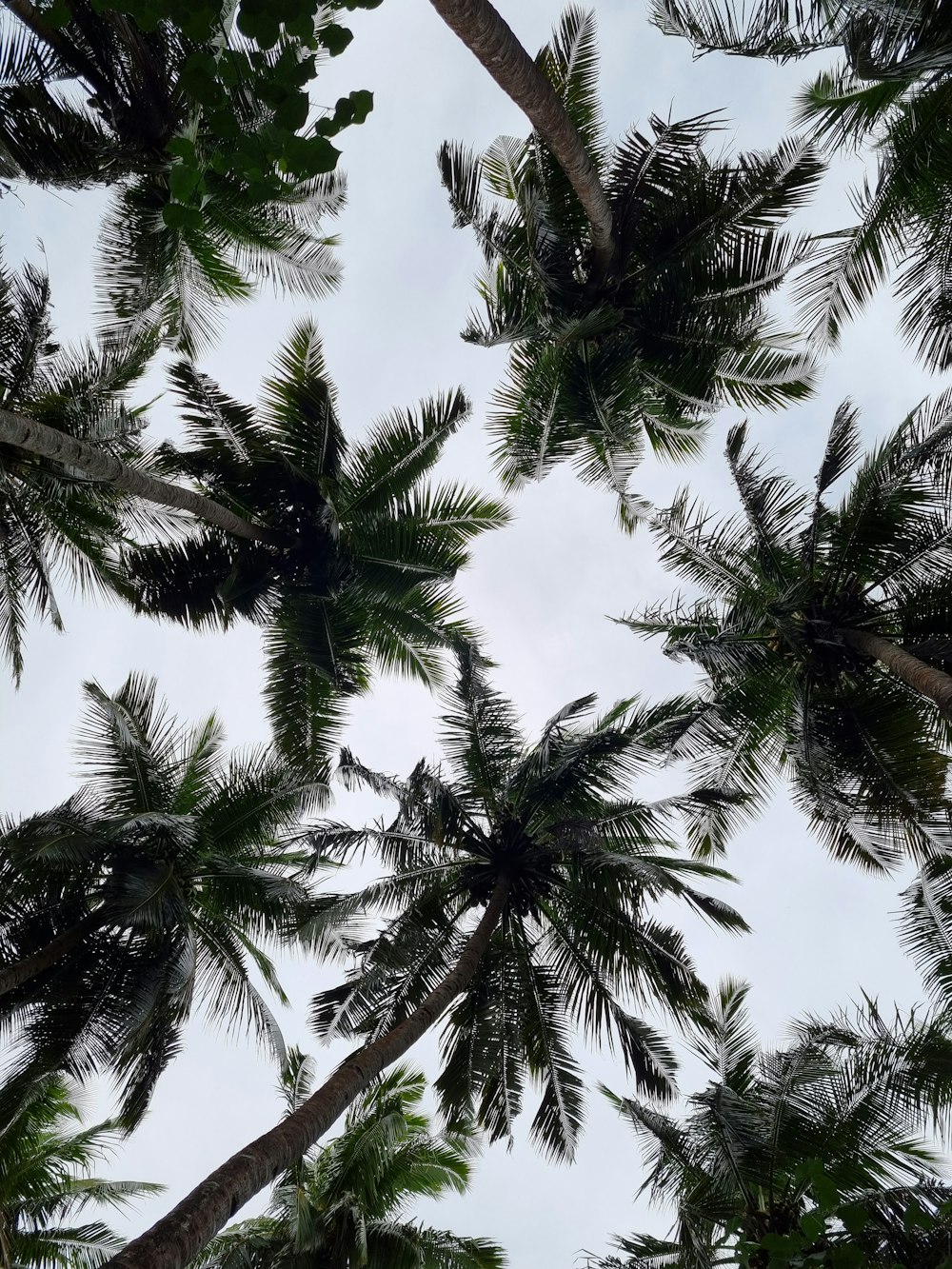 looking up at the tops of palm trees