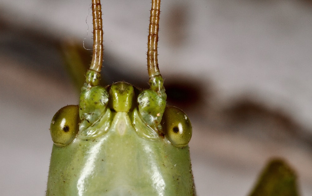 a close up of a praying mantissa
