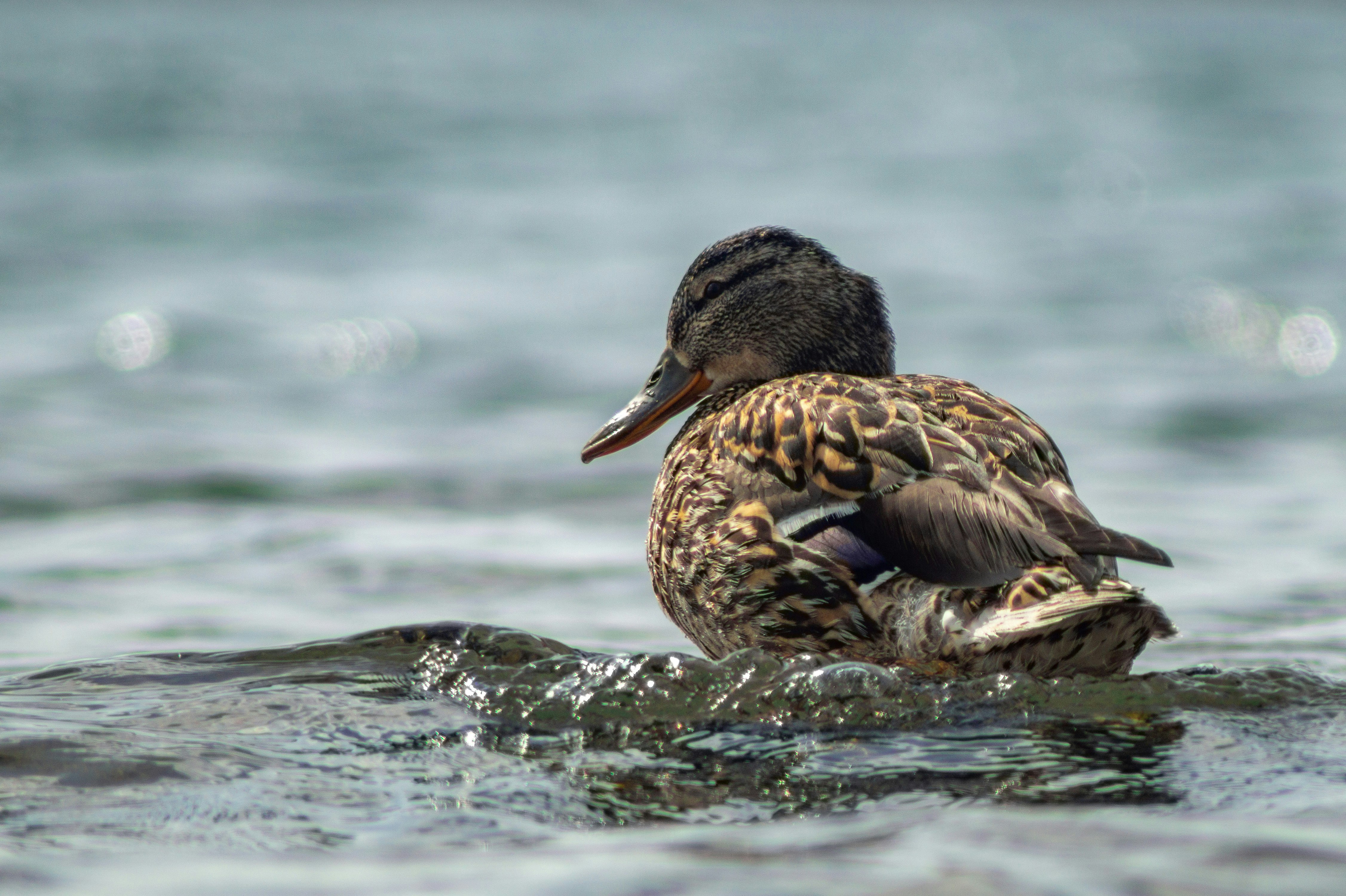 Photo by vintersphoto