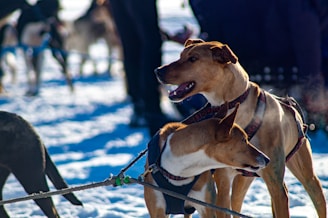 Best Electronic Training Aides for Hunting Dogs
