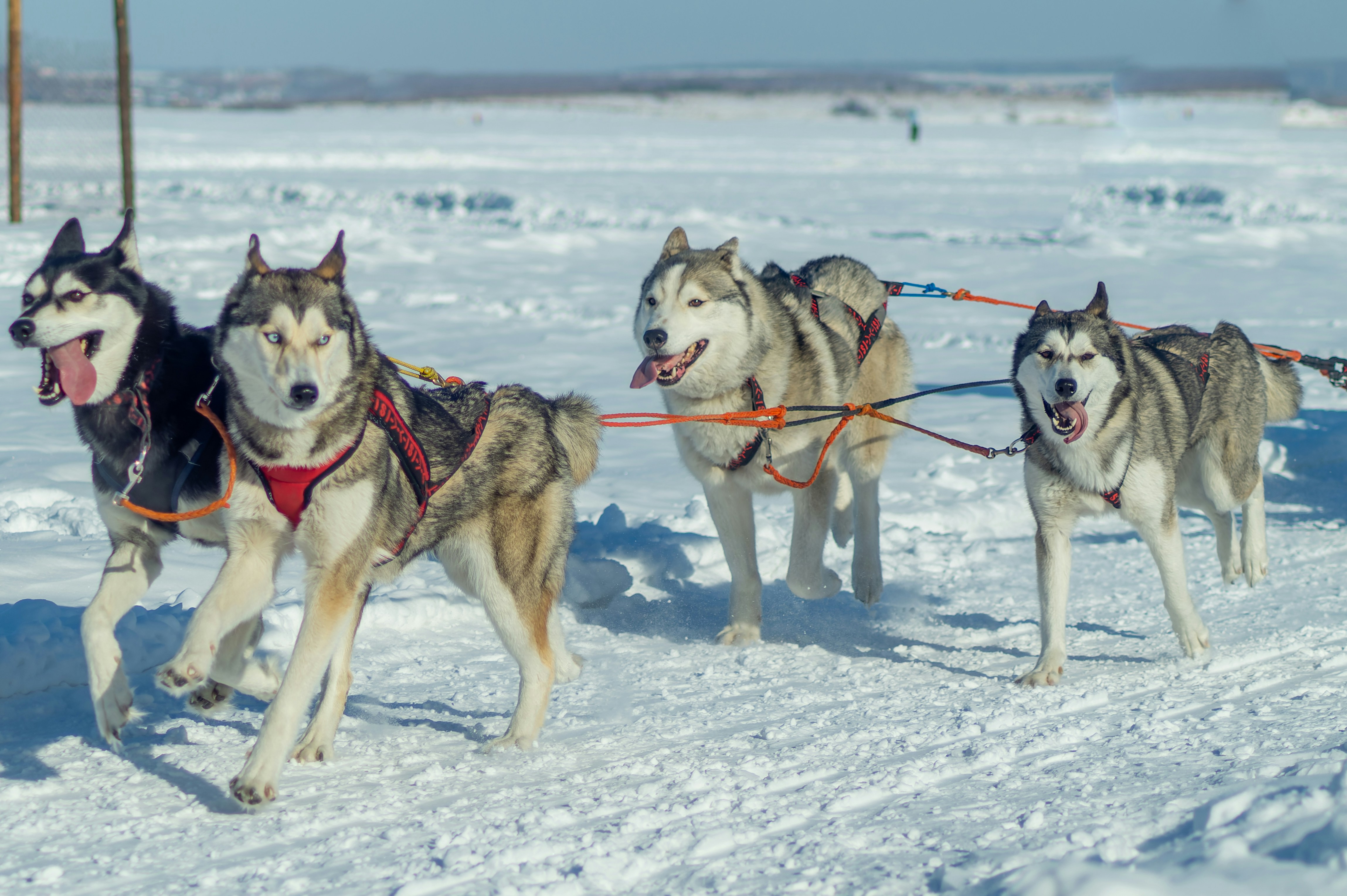 Photo by vintersphoto