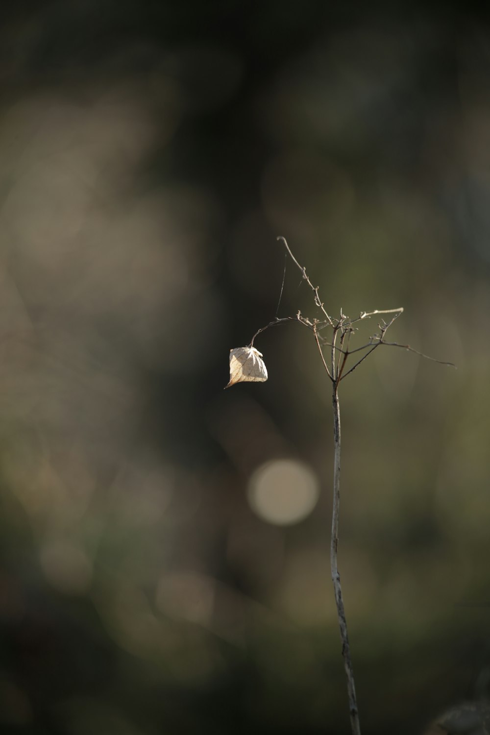 a small plant with a leaf sticking out of it