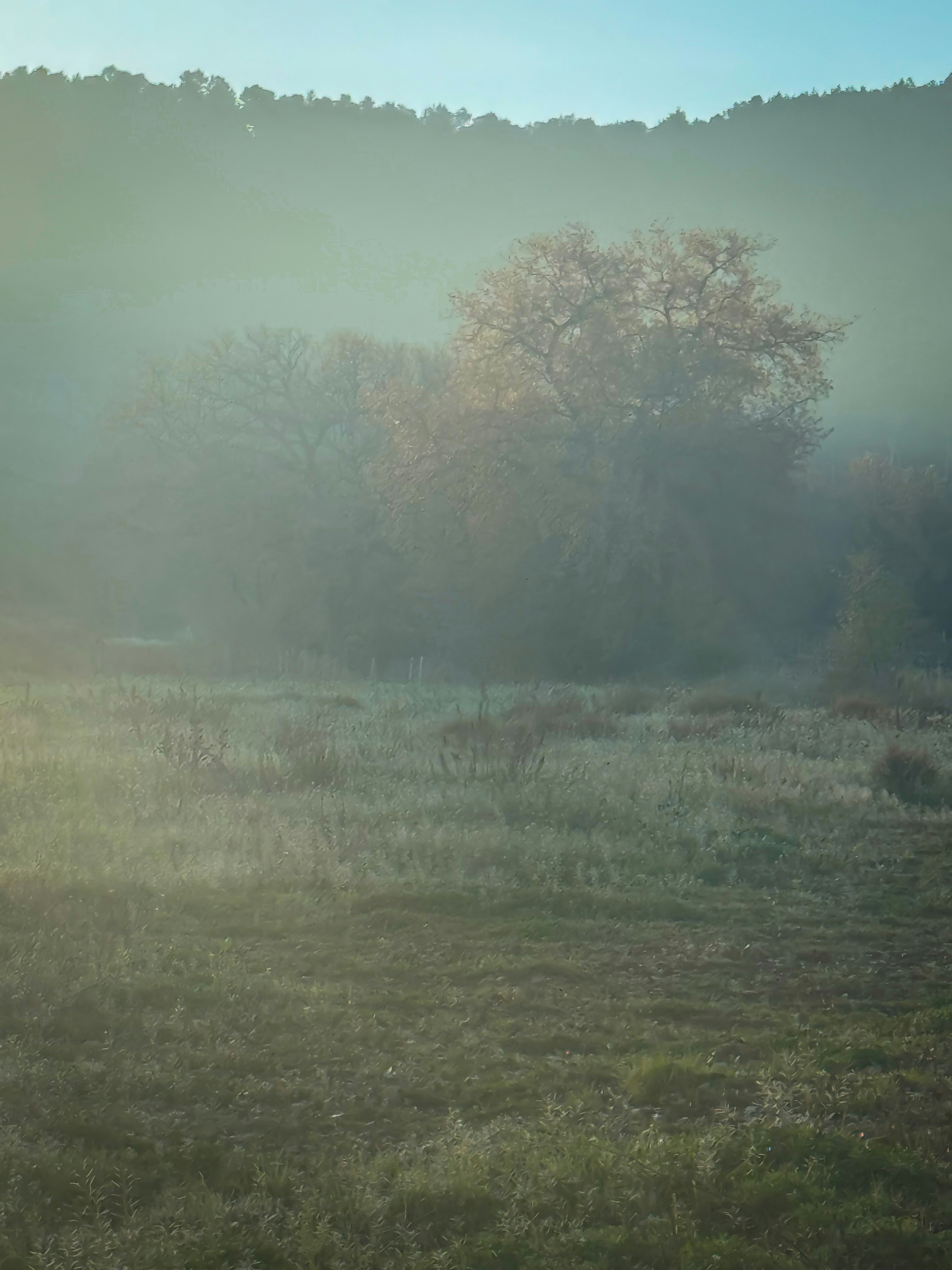 a horse standing in a field with trees in the background