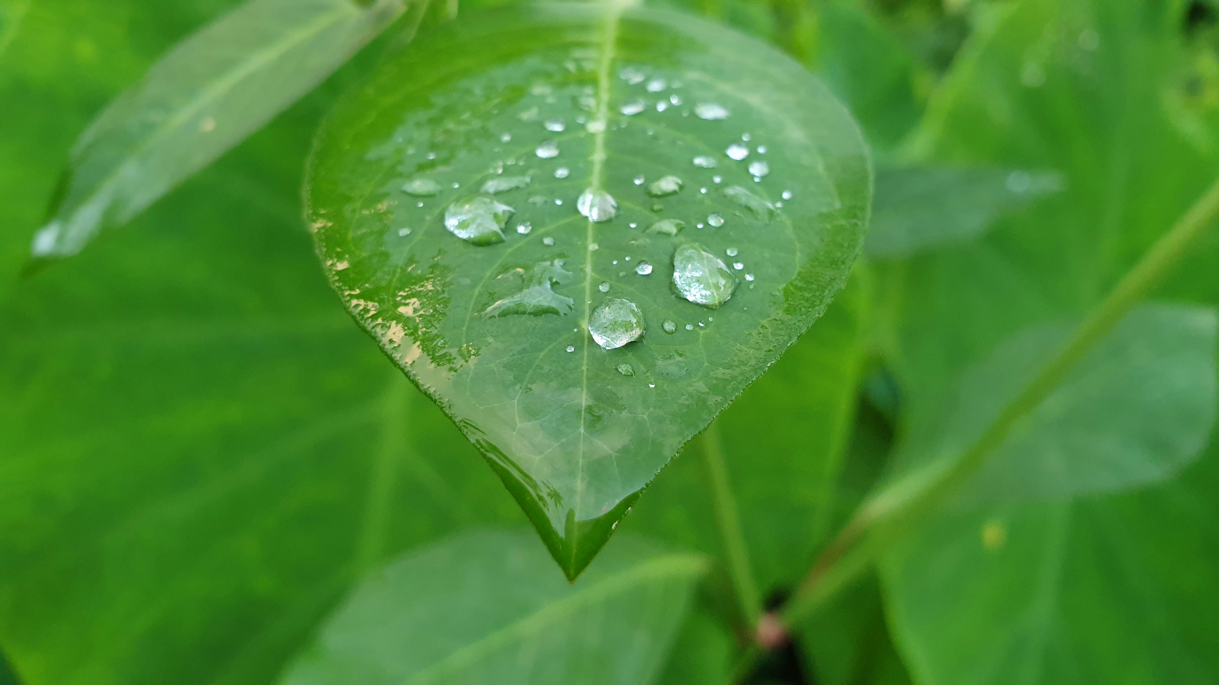 ein grünes Blatt mit Wassertropfen darauf