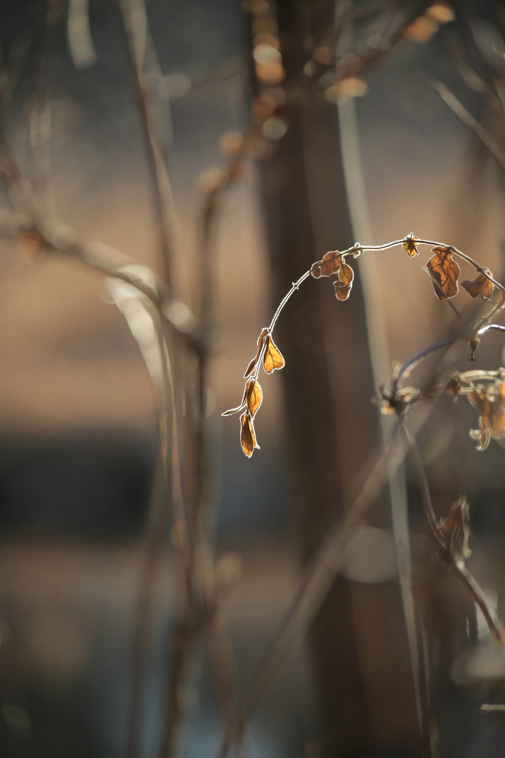 a branch with leaves and a blurry background