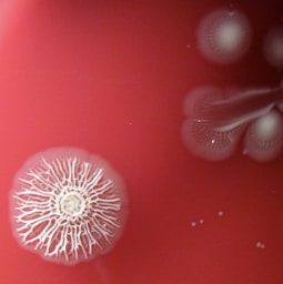 a close up of a white object on a red surface